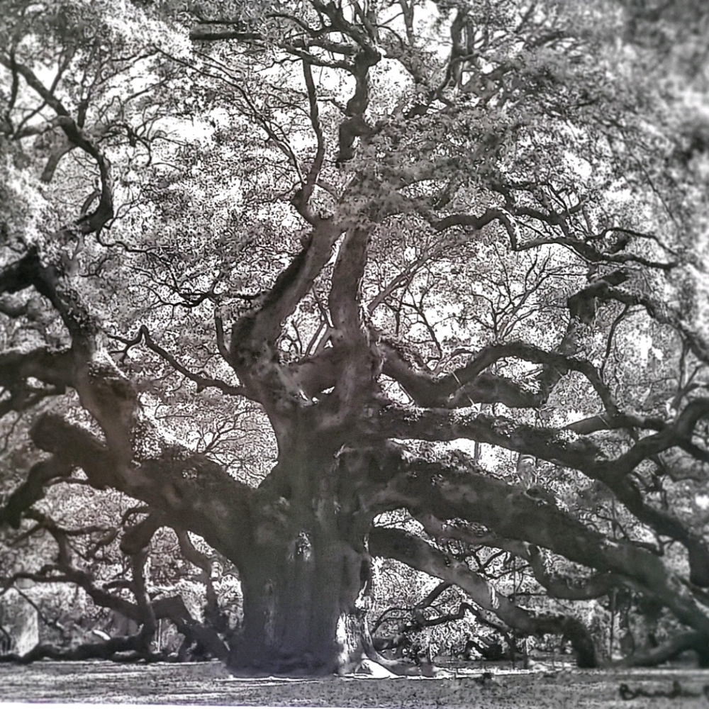 Historic Angel Oak Tree